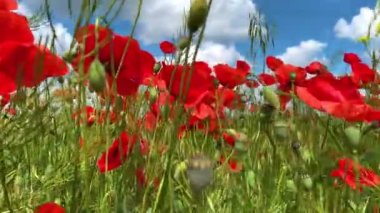 Doğa konsepti. Kırmızı gelincikler çiçeklenir. Çayırlarda rüzgardan süzülürler.