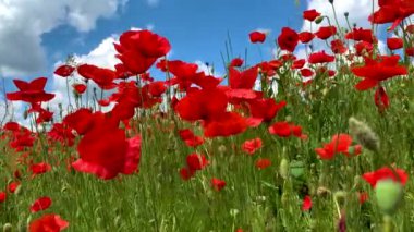 Doğa konsepti. Kırmızı gelincikler çiçeklenir. Çayırlarda rüzgardan süzülürler.