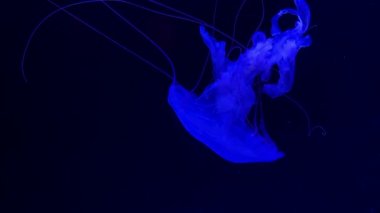 4 bin. Akvaryum havuzunda yüzen bir grup floresan denizanası. Suyun altında parlayan bir denizanasıyla şeffaf denizanası çekimleri. deniz yaşamı duvar kağıdı arkaplanı.