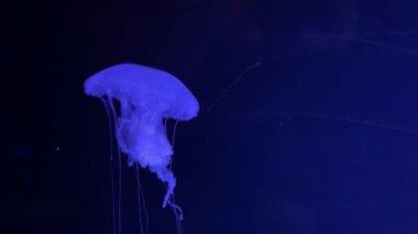 4 bin. Akvaryum havuzunda yüzen bir grup floresan denizanası. Suyun altında parlayan bir denizanasıyla şeffaf denizanası çekimleri. deniz yaşamı duvar kağıdı arkaplanı.