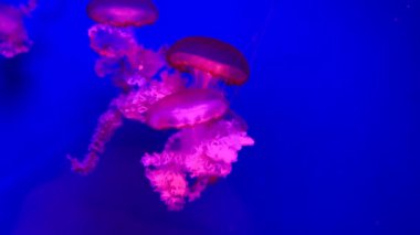 4 bin. Akvaryum havuzunda yüzen bir grup floresan denizanası. Suyun altında parlayan bir denizanasıyla şeffaf denizanası çekimleri. deniz yaşamı duvar kağıdı arkaplanı.