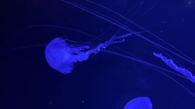 4 bin. Akvaryum havuzunda yüzen bir grup floresan denizanası. Suyun altında parlayan bir denizanasıyla şeffaf denizanası çekimleri. deniz yaşamı duvar kağıdı arkaplanı.