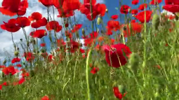 Concepto Naturaleza Flores Amapolas Rojas Florecen Balanceándose Del Viento Prado — Vídeos de Stock