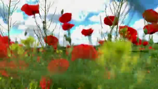 Conceito Natureza Flores Papoilas Vermelhas Florescem Balançando Vento Prado Close — Vídeo de Stock