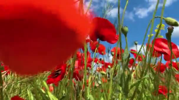 自然コンセプト赤いケシの花が風に揺れる牧草地で春の国立保護区に近い太陽のレンズフレアで日没のスローモーション — ストック動画