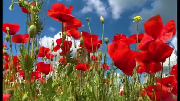 Natura Koncepcja Czerwone Maki Kwiaty Kwitną Kołysząc Się Wiatru Łące — Wideo stockowe