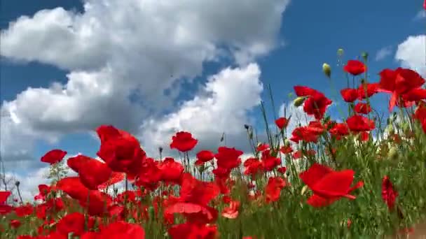 Conceito Natureza Flores Papoilas Vermelhas Florescem Balançando Vento Prado Close — Vídeo de Stock