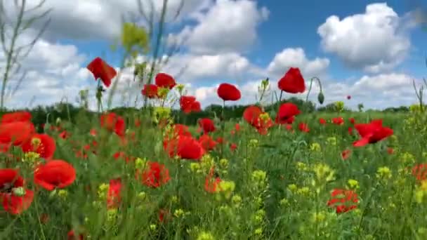 Natura Koncepcja Czerwone Maki Kwiaty Kwitną Kołysząc Się Wiatru Łące — Wideo stockowe