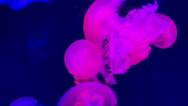 Group Fluorescent Jellyfish Swimming Aquarium Pool Transparent Jellyfish Underwater Shots — Stock Video