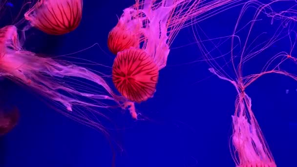 Een Groep Fluorescerende Kwallen Die Zwemmen Een Aquariumzwembad Transparante Kwallen — Stockvideo