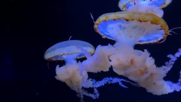 Grupo Medusas Fluorescentes Nadando Una Piscina Acuario Medusas Transparentes Bajo — Vídeos de Stock