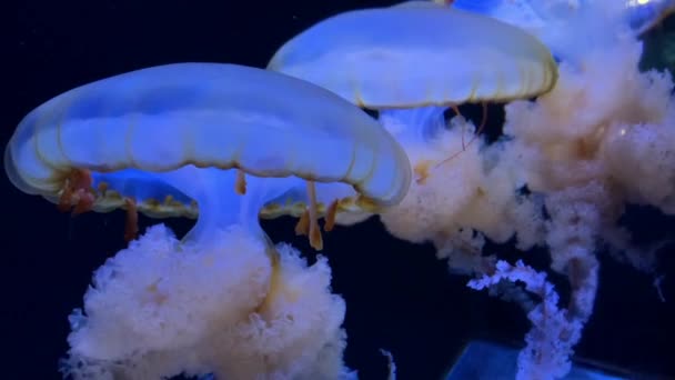 Gruppo Meduse Fluorescenti Che Nuotano Una Piscina Acquario Meduse Trasparenti — Video Stock