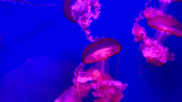 Группа Флуоресцентных Медуз Плавающих Аквариуме Прозрачные Медузы Водой Горящей Медузой — стоковое видео
