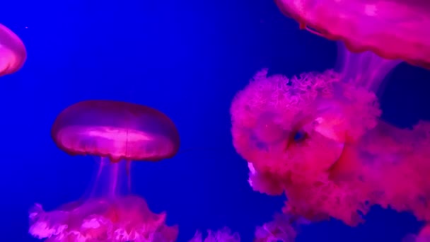 Gruppo Meduse Fluorescenti Che Nuotano Una Piscina Acquario Meduse Trasparenti — Video Stock