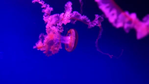 Groupe Méduses Fluorescentes Nageant Dans Une Piscine Aquarium Méduses Transparentes — Video