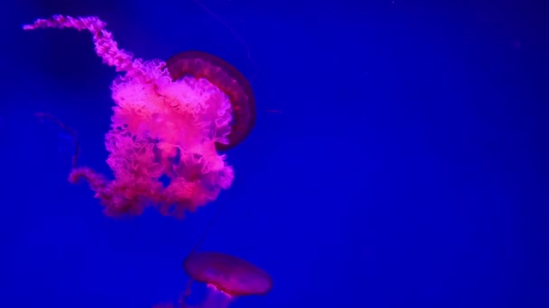 Grupo Medusas Fluorescentes Nadando Una Piscina Acuario Medusas Transparentes Bajo — Vídeo de stock