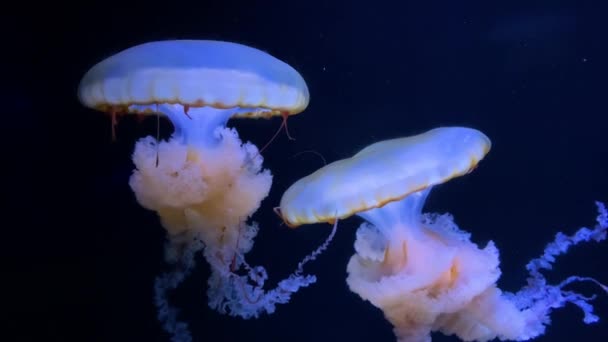 Groupe Méduses Fluorescentes Nageant Dans Une Piscine Aquarium Méduses Transparentes — Video