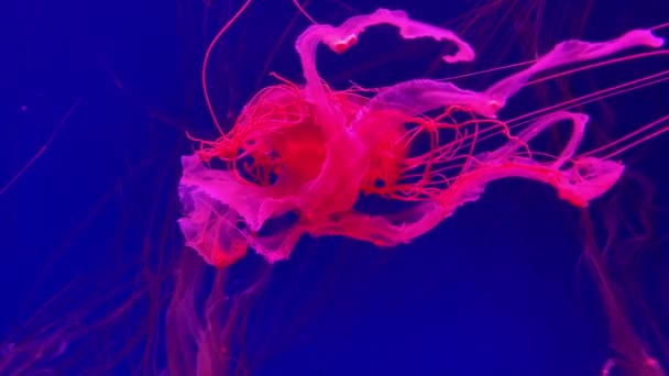 Groupe Méduses Fluorescentes Nageant Dans Une Piscine Aquarium Méduses Transparentes — Video