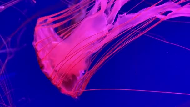 Een Groep Fluorescerende Kwallen Die Zwemmen Een Aquariumzwembad Transparante Kwallen — Stockvideo