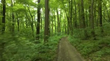 Orman yeşili ağaçların arasından geçen bir dronun yaprak döken uçuşu