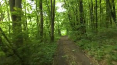 Orman yeşili ağaçların arasından geçen bir dronun yaprak döken uçuşu