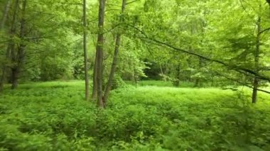 Orman yeşili ağaçların arasından geçen bir dronun yaprak döken uçuşu