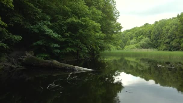 Jezioro Locie Drona Leśnego — Wideo stockowe