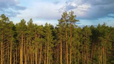 Kozalaklı orman uçuşu yaz güneşi günbatımı 4K