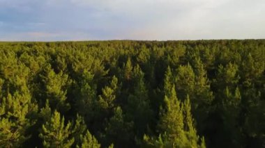 Kozalaklı orman uçuşu yaz güneşi günbatımı 4K