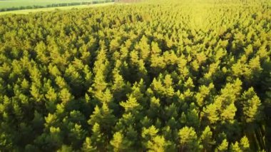 Kozalaklı orman uçuşu yaz güneşi günbatımı 4K