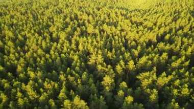 Kozalaklı orman uçuşu yaz güneşi günbatımı 4K