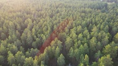 Kozalaklı orman uçuşu yaz güneşi günbatımı 4K