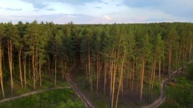 Kozalaklı orman uçuşu yaz güneşi günbatımı 4K