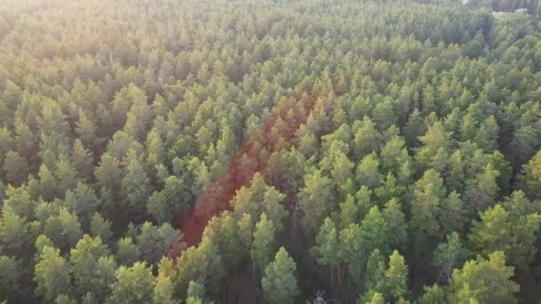 Κωνοφόρα Πτήση Δάσος Πάνω Από Δάσος Καλοκαίρι Ηλιοβασίλεμα — Αρχείο Βίντεο