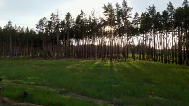 Jehličnatý Lesní Let Nad Lesem Letní Západ Slunce — Stock video
