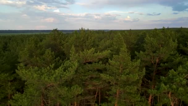 Jehličnatý Lesní Let Nad Lesem Letní Západ Slunce — Stock video