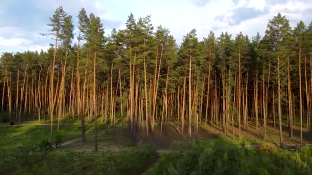 Vuelo Del Bosque Coníferas Sobre Bosque Puesta Sol Verano — Vídeo de stock