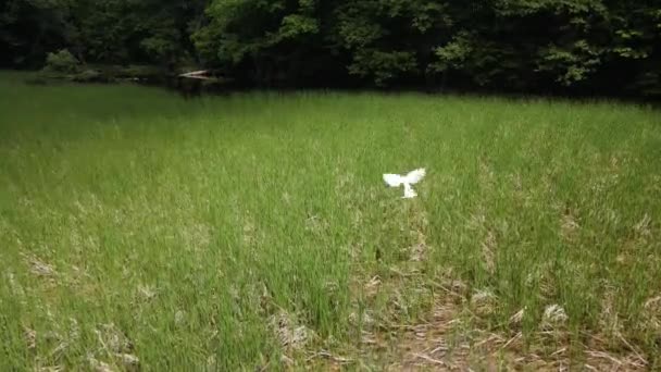 Heron Lives Wetlands Top View — Stock Video