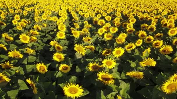 Solrosfält Växande Industri Jordbruk Jordbruksmark Flygande Drönare Organiska Blommar — Stockvideo