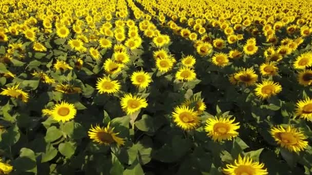Zonnebloemveld Groeiende Industrie Landbouw Landbouwgrond Vliegen Drone Organische Stoffen Bloeien — Stockvideo