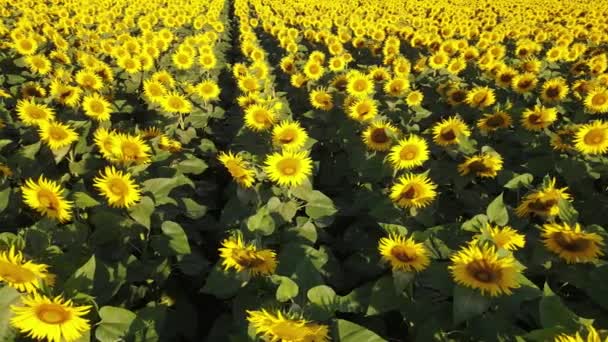 Solrosfält Växande Industri Jordbruk Jordbruksmark Flygande Drönare Organiska Blommar — Stockvideo