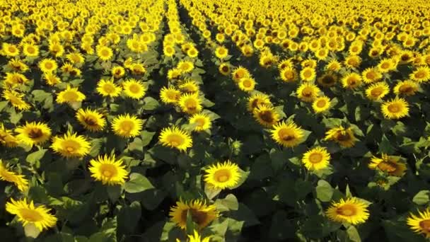 Sunflower Field Growing Industry Agriculture Farmland Flying Drone Organics Blooming — 비디오