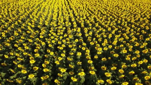 Zonnebloemveld Groeiende Industrie Landbouw Landbouwgrond Vliegen Drone Organische Stoffen Bloeien — Stockvideo