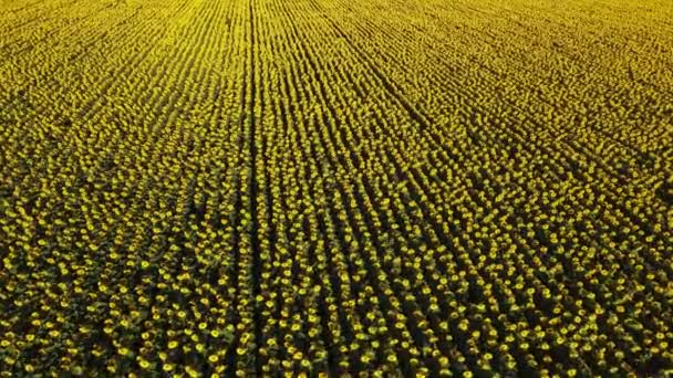 Zonnebloemveld Groeiende Industrie Landbouw Landbouwgrond Vliegen Drone Organische Stoffen Bloeien — Stockvideo