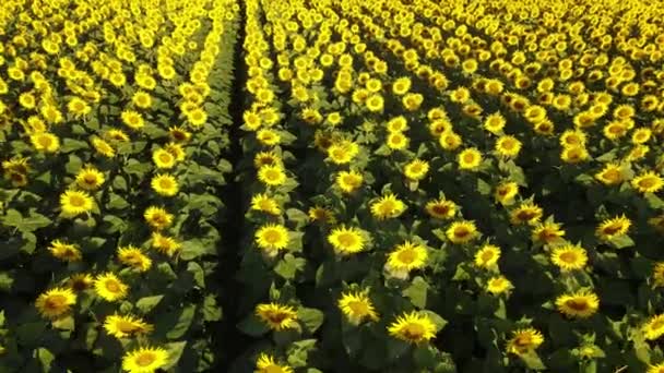 Sunflower Field Growing Industry Agriculture Farmland Flying Drone Organics Blooming — Vídeos de Stock