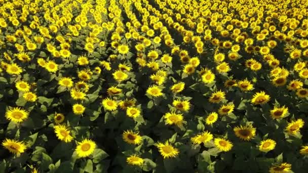 Sunflower Field Growing Industry Agriculture Farmland Flying Drone Organics Blooming — 비디오