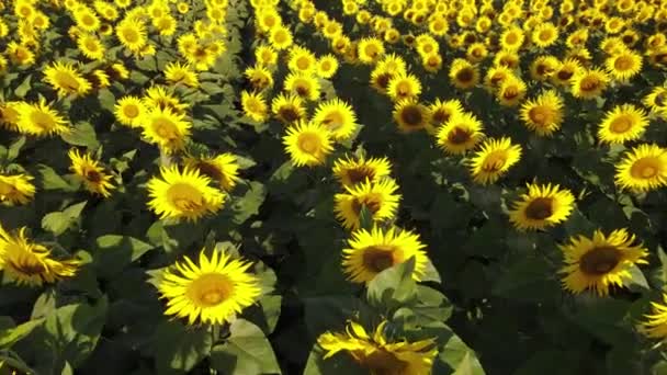 Sunflower Field Growing Industry Agriculture Farmland Flying Drone Organics Blooming — 비디오