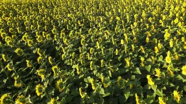 Sunflower Field Growing Industry Agriculture Farmland Flying Drone Organics Blooming — Stok video