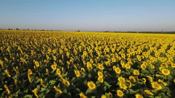 Zonnebloemveld Groeiende Industrie Landbouw Landbouwgrond Vliegen Drone Organische Stoffen Bloeien — Stockvideo