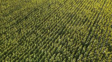 Sunflower field growing industry agriculture farmland flying drone organics blooming